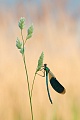 Gebänderte Prachtlibelle, Calopteryx splendens