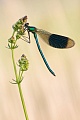 Gebänderte Prachtlibelle, Calopteryx splendens