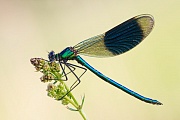 Gebänderte Prachtlibelle, Calopteryx splendens