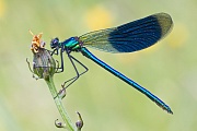 Gebänderte Prachtlibelle, Calopteryx splendens