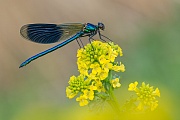 Gebänderte Prachtlibelle, Calopteryx splendens