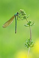 Gebänderte Prachtlibelle, Calopteryx splendens