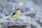 Gebirgsstelze, Motacilla cinerea