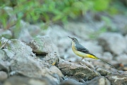 Gebirgsstelze, Motacilla cinerea