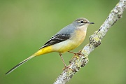 Gebirgsstelze, Motacilla cinerea