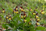 Gelber Frauenschuh, Cypripedium calceolus