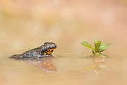 Gelbbauchunke, Bombina variegeta