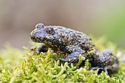 Gelbbauchunke, Bombina  variegata