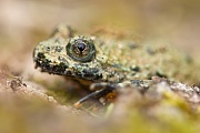 Gelbbauchunke, Bombina variegata