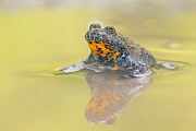Gelbbauchunke, Bombina variegeta