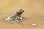 Gelbbauchunke, Bombina variegeta