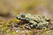 Gelbbauchunke, Bombina variegata