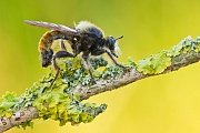 Gelbe Mordfliege, Laphria flava