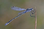 Gemeine Binsenjungfer , Lestes sponsa