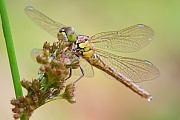 Gemeine Heidelibelle, Sympetrum vulgatum