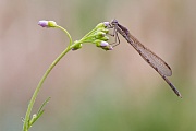 Gemeine Winterlibelle, Sympecma fusca