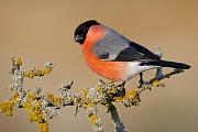 Nördlicher Raubwürger, Lanius excubitor
