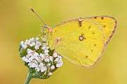 Weißklee-Gelbling  oder auch Goldene Acht, colias cf. hyale