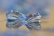 Grasfrosch, Rana temporaria