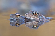 Grasfrosch, Rana temporaria