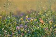 Grauammer, Emberiza calandra