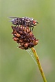 Graue Fleischfliege, Sarcophaga carnaria, Grey fleshfly