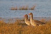 Star, Sturnus vulgarus