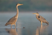 Graureiher, Ardea cinerea