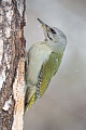 Grauspecht, Picus canus