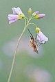 Großer Wollschweber, Bombylius major