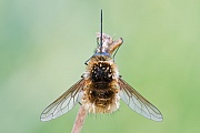 Großer Wollschweber, Bombylius major