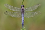 Großer Blaupfeil, Orthetrum cancellatum