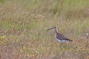 Großer Brachvogel , Numenius arquata