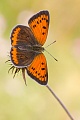 Großer Feuerfalter, Lycaena dispar