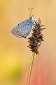 Großer Feuerfalter, Lycaena dispar