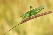 Grünes Heupferd, Tettigonia viridissima