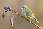 Grünfink, Carduelis chloris