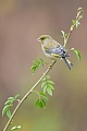 Rohrammer, Emberiza schoeniclus