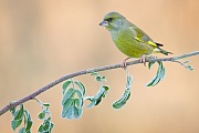 Grünfink, Carduelis chloris