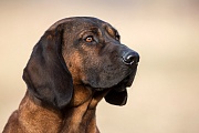 Hannoverscher Schweißhund, Schweißhund