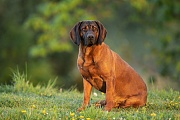 Hannoverscher Schweißhund, Schweißhund