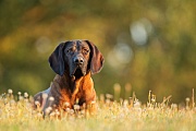 Hannoverscher Schweißhund, Schweißhund