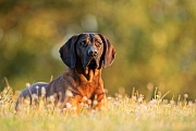 Hannoverscher Schweißhund, Schweißhund