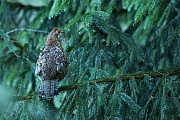 Haselhuhn, Bonasa bonasia