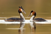 Haubentaucher, Podiceps cristatus