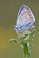 Hauhechelbläuling, Polyommatus icarus