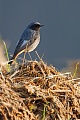 Hausrotschwanz, Phoenicurus ochruros