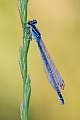 Helm-Azurjungfer, Coenagrion mercuriale