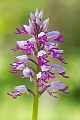 Helm-Knabenkraut, Orchis militaris