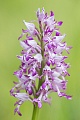 Helm-Knabenkraut, Orchis militaris